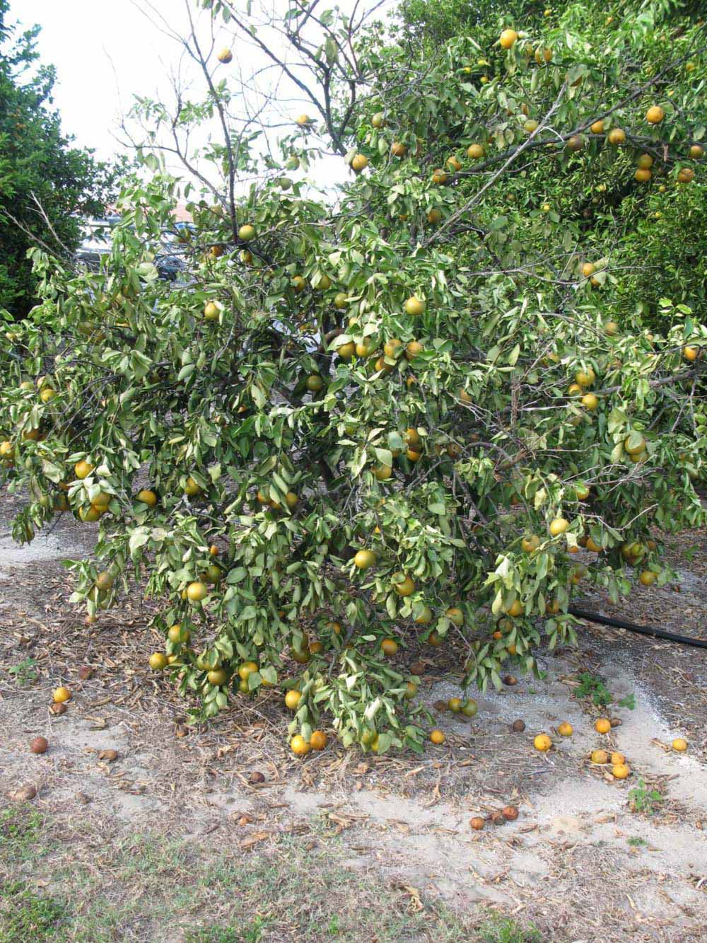              Habit (Winter Haven, FL)       